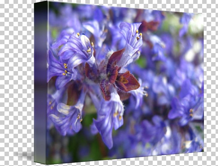 English Lavender Honey Bee Hyacinth PNG, Clipart, Bast, Bee, Bluebonnet, Delphinium, English Lavender Free PNG Download
