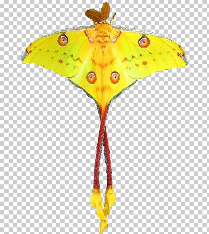 Monarch Butterfly Comet Moth Luna Moth PNG, Clipart, Arthropod, Brush Footed Butterfly, Butterflies And Moths, Butterfly, Comet Moth Free PNG Download