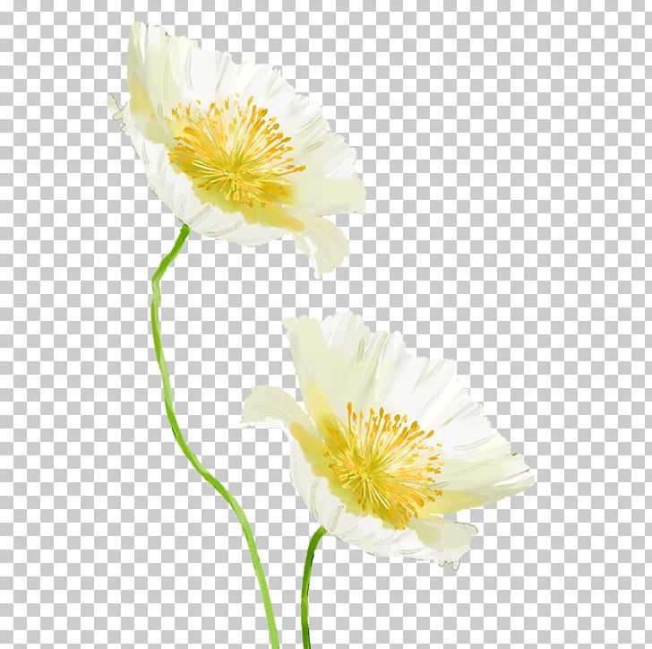 Petal Yellow Cut Flowers Daisy Family Wildflower PNG, Clipart, Chrysanthemum, Chrysanthemum Chrysanthemum, Chrysanthemum Flowers, Chrysanthemums, Chrysanthemum Tea Free PNG Download