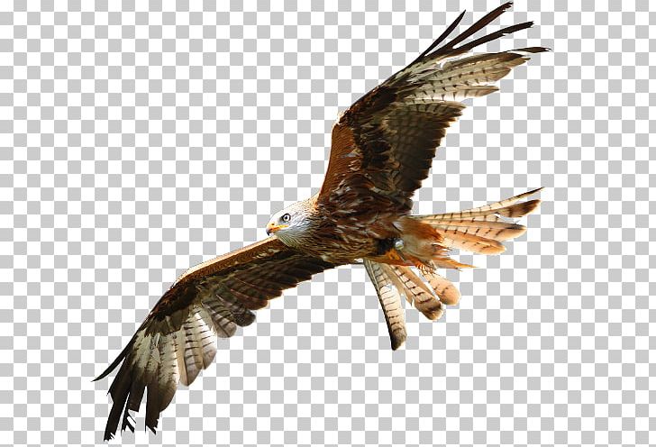 Bald Eagle Buzzard Hawk Beak PNG, Clipart, Accipitriformes, Animals, Bald Eagle, Beak, Bird Free PNG Download
