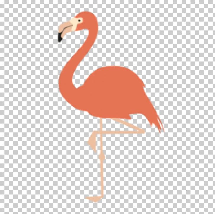 Bird American Flamingo Greater Flamingo Drawing PNG, Clipart, American Flamingo, Animals, Art, Beak, Bird Free PNG Download