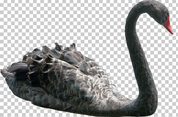Black Swan PNG, Clipart, Animal Birds, Animals, Beak, Bird, Blacknecked Swan Free PNG Download