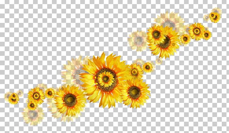 Common Sunflower PNG, Clipart, Clip Art, Common Sunflower, Daisy Family, Depositfiles, Diary Free PNG Download