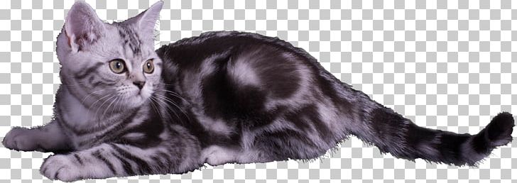 American Shorthair Whiskers Maine Coon California Spangled Kitten PNG, Clipart, Animal, Animal Figure, Animals, Black, Black And White Free PNG Download