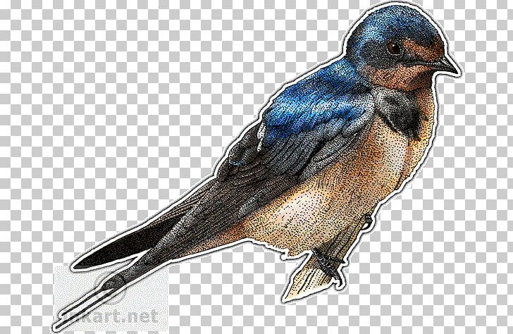 Barn Swallow Drawing PNG, Clipart, Animals, Art, Barn, Barn Swallow, Beak Free PNG Download