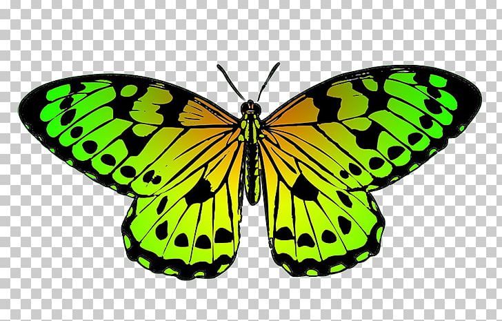 Butterfly Green PNG, Clipart, Arthropod, Brush Footed Butterfly, Butterfly, Butterfly Clipart, Colias Free PNG Download