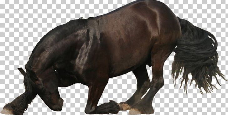 Friesian Horse PhotoScape PNG, Clipart, Animal Figure, Bridle, Deviantart, Friesian, Friesian Horse Free PNG Download