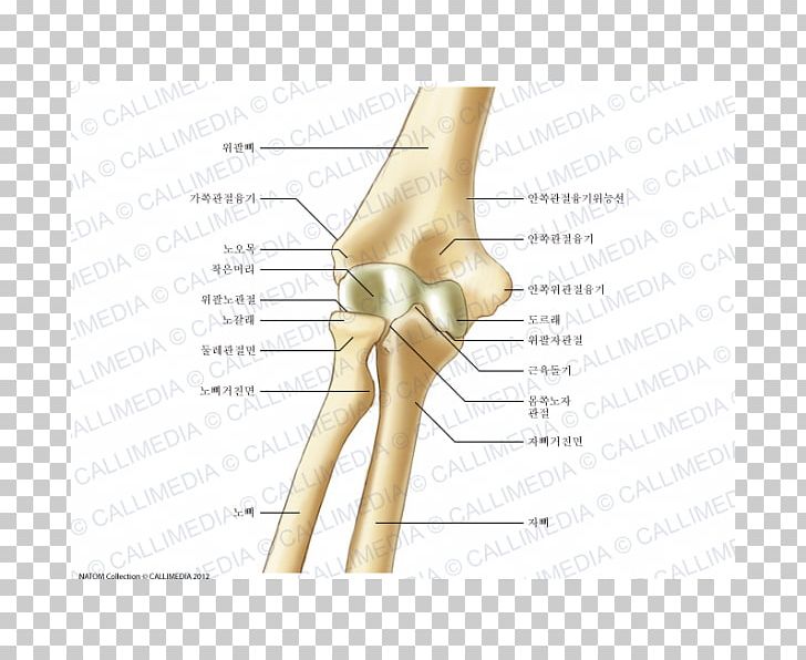 Thumb Elbow Bone Humerus Anatomy PNG, Clipart, Anatomy, Angle, Arm, Bone, Condyle Free PNG Download