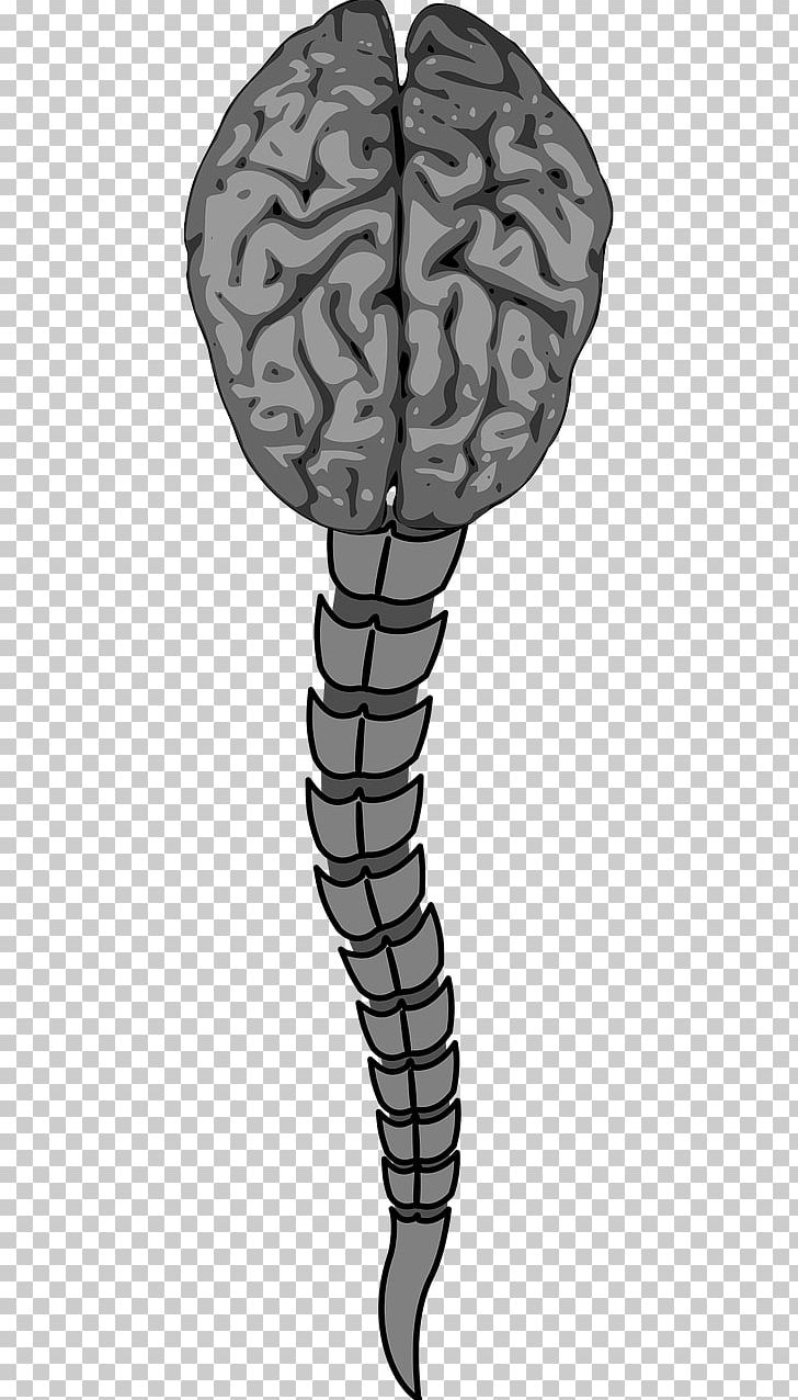 Vertebral Column Human Brain Spinal Cord Anterior Spinal Artery PNG, Clipart, Anatomy, Anterior Spinal Artery, Brain, Brain Tumor, Human Body Free PNG Download