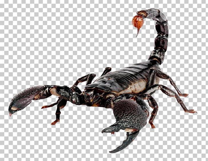 Emperor Scorpion Heterometrus PNG, Clipart, Arthropod, Chart, Dates, Desktop Wallpaper, Emperor Scorpion Free PNG Download
