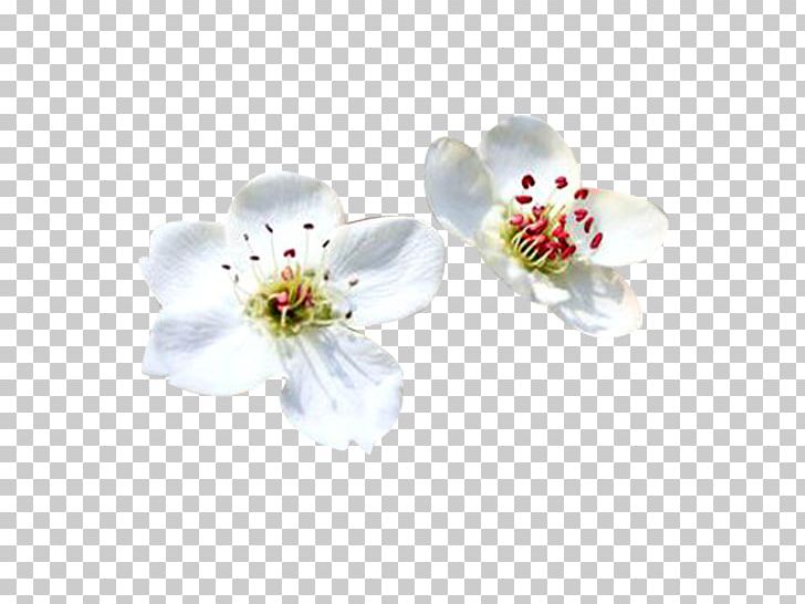 Petal White Computer File PNG, Clipart, Background White, Black White, Blossom, Cherry Blossom, Cut Flowers Free PNG Download