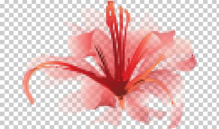 Red Spider Lily Lilium Watercolor Painting PNG, Clipart, Art, Closeup, Flower, Flowering Plant, Hibiscus Free PNG Download
