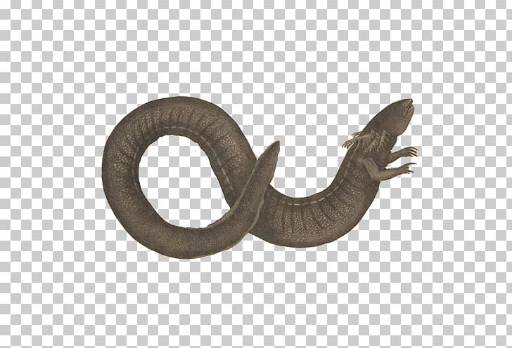 Chinese Giant Salamander PNG, Clipart, Amphibians, Animals, Aquatic, Aquatic Product, Black Free PNG Download