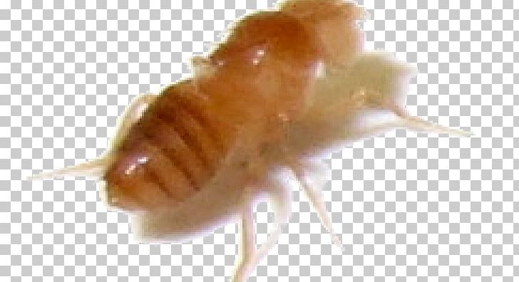 Termite Cockroach Insect Common Fruit Fly Nymph PNG, Clipart, Arthropod, Cockroach, Common Fruit Fly, Earwig, Fly Free PNG Download