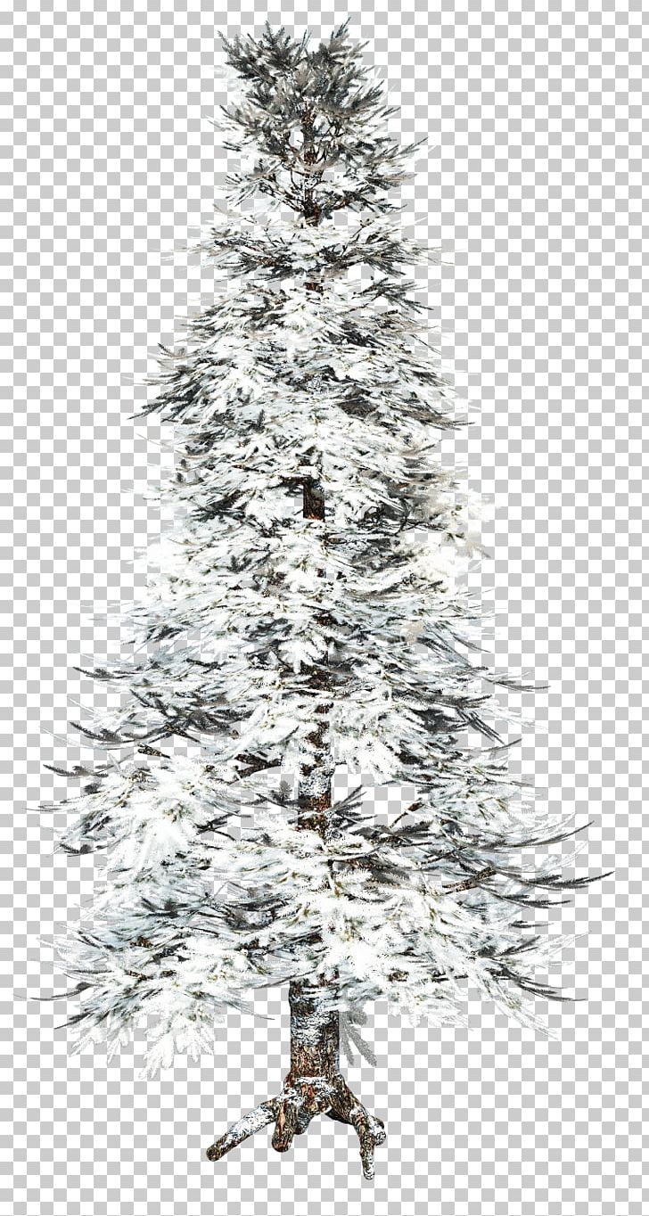 Tree Winter PNG, Clipart, Branch, Christmas Decoration, Christmas Ornament, Christmas Tree, Conifer Free PNG Download