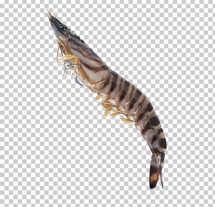 Caridea Tiger Seafood Shrimp Palinurus PNG, Clipart, American Lobster, Animals, Carid, Climbing Tiger, Fauna Free PNG Download