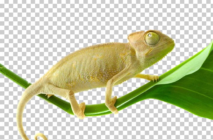 Chameleons Desktop Reptile Indian Chameleon PNG, Clipart, Animal, Animals, Chameleon, Chameleons, Computer Free PNG Download