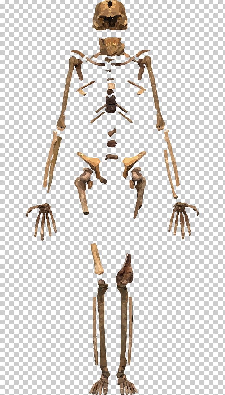 Skeleton Homo Sapiens Human Body Bone PNG, Clipart, Archaeology, Body, Bone, Cartoon Skeleton, Cranial Skeleton Head Free PNG Download
