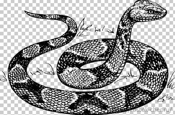 Boa Constrictor Rattlesnake Kingsnakes Hognose Snake PNG, Clipart, Animals, Black And White, Boa Constrictor, Boas, Copperhead Free PNG Download