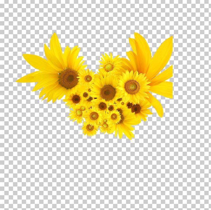 Common Sunflower PNG, Clipart, Advertising, Black And White, Daisy Family, Download, Floral Design Free PNG Download