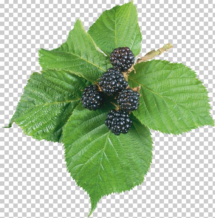 Tea Blackberry Leaf Red Raspberry PNG, Clipart, Berry, Blackberry, Blackberry Png, Bramble, Dewberry Free PNG Download