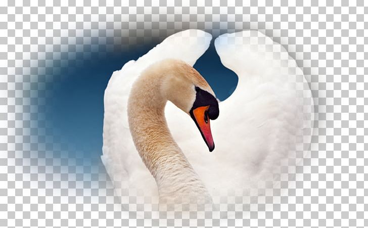 Cygnini Neck PNG, Clipart, Art, Beak, Bird, Cygnini, Ducks Geese And Swans Free PNG Download