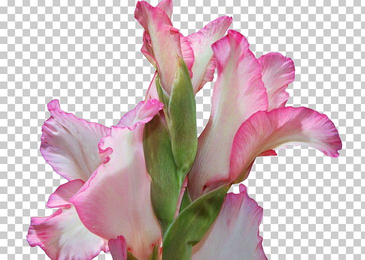 Gladiolus Cut Flowers Cattleya Orchids Pink M Plant Stem PNG, Clipart, Cattleya, Cattleya Orchids, Cicek Resimleri, Cut Flowers, Flower Free PNG Download