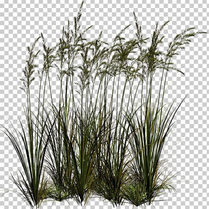 Others Grass Lawn PNG, Clipart, Chrysopogon Zizanioides, Clip Art, Clipping Path, Cottonwood, Evergreen Free PNG Download