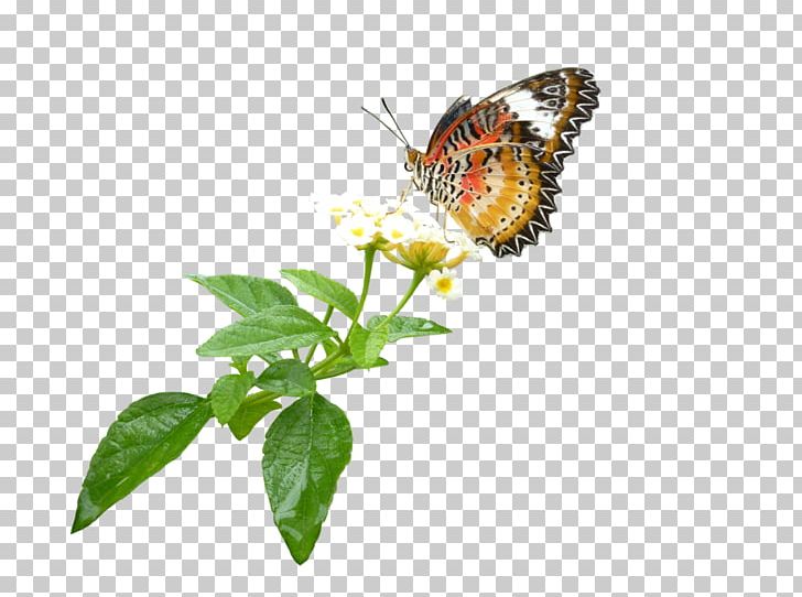 Monarch Butterfly Pieridae Brush-footed Butterflies Insect PNG, Clipart, Animal, Arthropod, Brush Footed Butterfly, Butterflies And Moths, Butterfly Free PNG Download