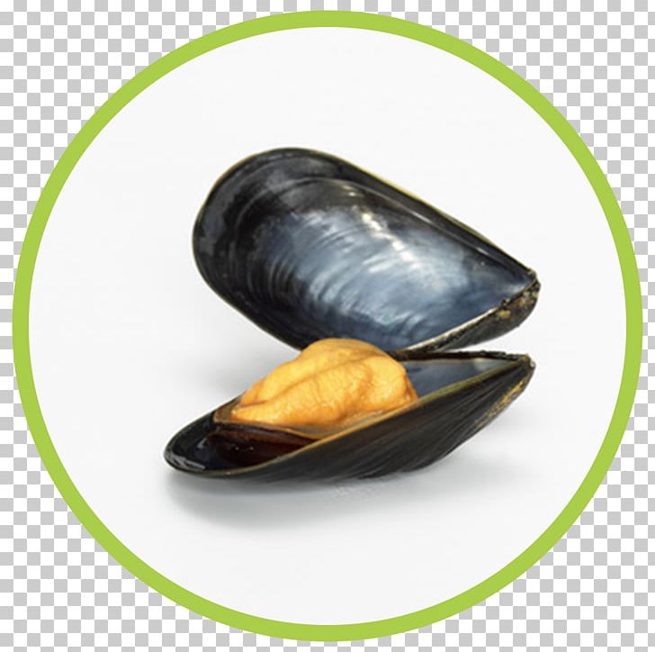 Mussel Stock Photography PNG, Clipart, Alem, Animal Source Foods, Blue Mussel, Clam, Clams Oysters Mussels And Scallops Free PNG Download