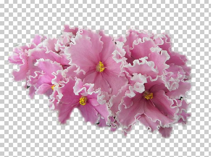African Violets Pardubice PNG, Clipart, African Violets, Blossom, Cherry Blossom, Cut Flowers, Flower Free PNG Download