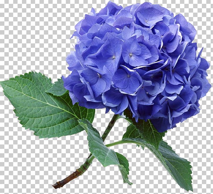 Blue Rose Hydrangea Flower Bouquet Garden Roses PNG, Clipart, Blossom, Blue, Blue Rose, Color, Cornales Free PNG Download
