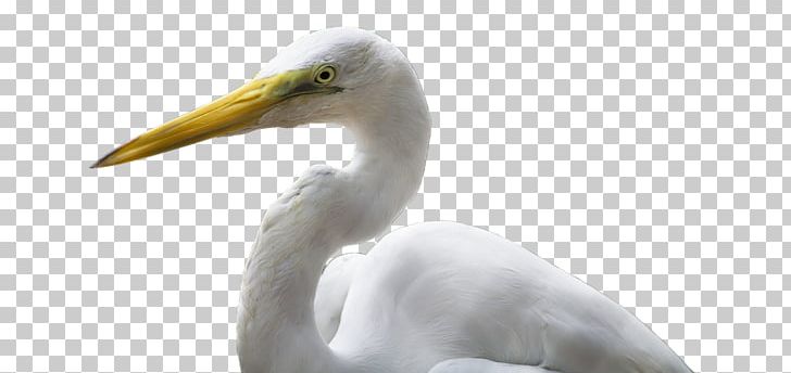 Great Egret Bird Crane Heron PNG, Clipart, Beak, Bird, Crane, Egret, Fauna Free PNG Download