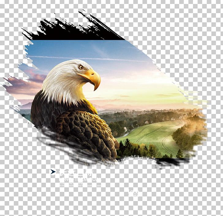 Investment Fund Web Banner Finance PNG, Clipart, Animals, Bald Eagle, Banner, Bird, Business Free PNG Download