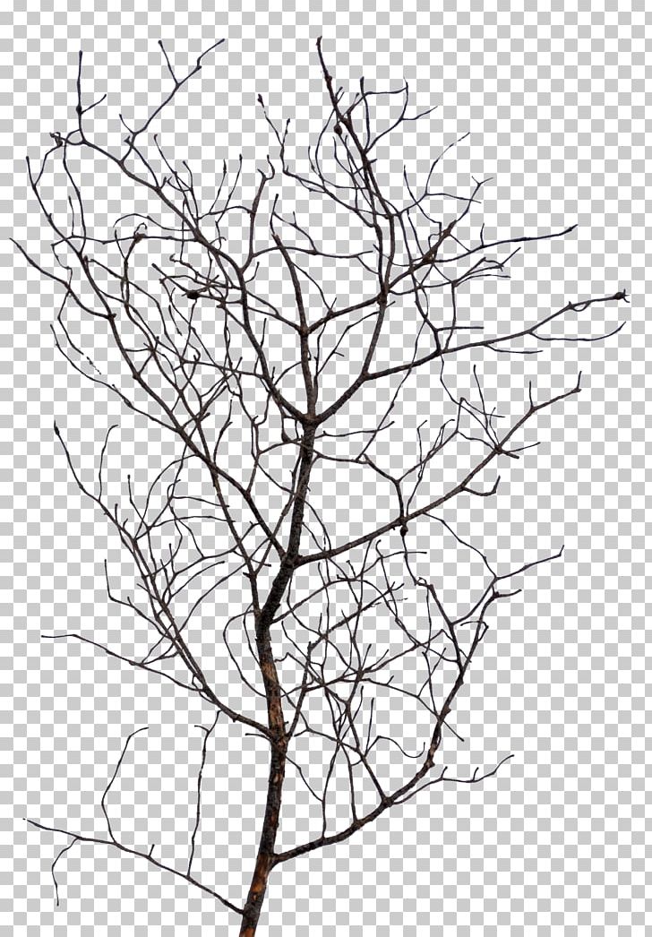 Twig Line Art Drawing Plant Stem PNG, Clipart, Area, Artwork, Black And White, Branch, Drawing Free PNG Download