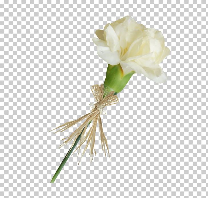 Carnation Cut Flowers Lossless Compression PNG, Clipart, Carnation, Cut Flowers, Data, Data Compression, Dianthus Free PNG Download