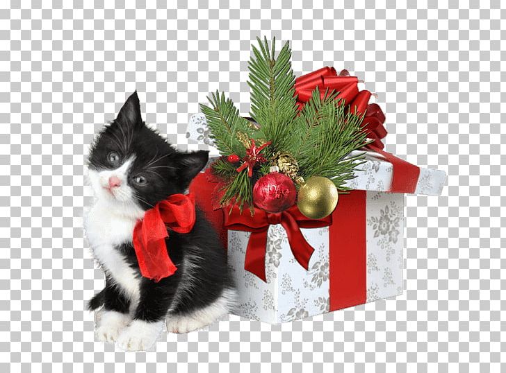 Cat Kitten Christmas Gift Christmas Gift PNG, Clipart, Animals, Birthday, Black Cat, Cat, Cat Like Mammal Free PNG Download