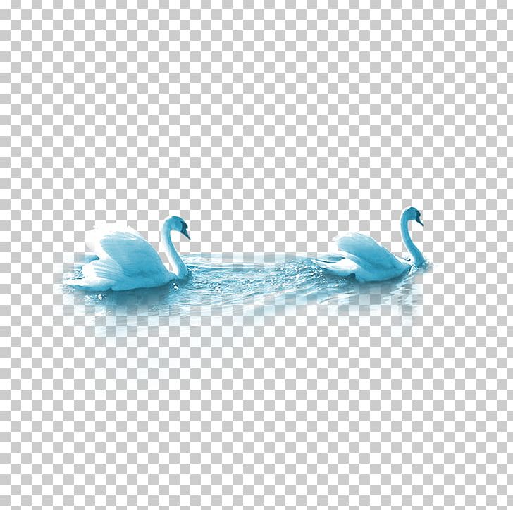 Cygnini Duck Mooncake PNG, Clipart, Animals, Aqua, Azure, Black Swan, Blue Free PNG Download