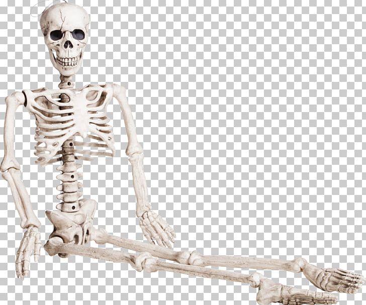 Human Skeleton Bone Homo Sapiens PNG, Clipart, Anatomy, Asento, Bones, Car Seat, Cartoon Skeleton Free PNG Download