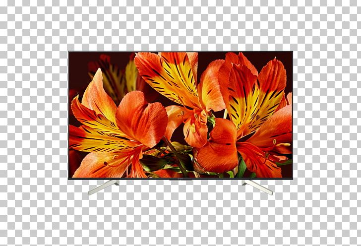 LED-backlit LCD 4K Resolution Smart TV Ultra-high-definition Television PNG, Clipart, 4k Resolution, 1080p, Alstroemeriaceae, Android Tv, Computer Monitors Free PNG Download
