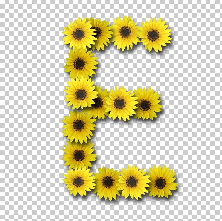 Letter Case Alphabet PNG, Clipart, Alphabet, Chrysanths, Common Sunflower, Daisy Family, Flower Free PNG Download