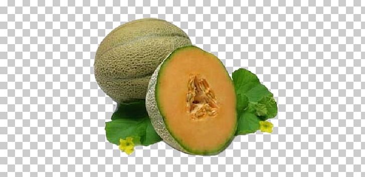 Cantaloupe Watermelon Honeydew Cucumber PNG, Clipart, Cantaloupe, Cucumber, Cucumber Gourd And Melon Family, Cucumis, Cucurbita Free PNG Download