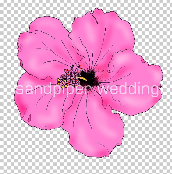 Drawing Flower PNG, Clipart, Art, Drawing, Flower, Flowering Plant, Herbaceous Plant Free PNG Download