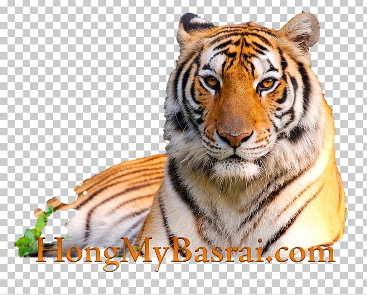 Lion Desktop High-definition Television Cat 1080p PNG, Clipart, Animals, Big Cat, Big Cats, Carnivoran, Cat Free PNG Download