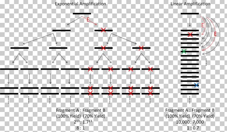 Amplifikacija Polymerase Chain Reaction Write Amplification PNG, Clipart, Amplifikacija, Angle, Degrade, Detergent, Diagram Free PNG Download