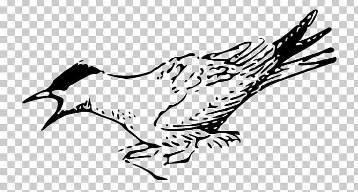 Arctic Tern Bird PNG, Clipart, Animals, Arctic, Art, Artwork, Bald Eagle Free PNG Download