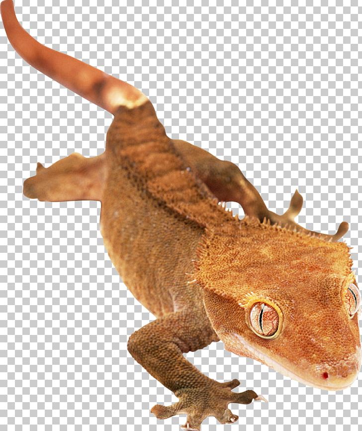 Agamas Gecko Lizard Chameleons Snake PNG, Clipart, Agama, Ani, Animal, Animals, Chameleons Free PNG Download