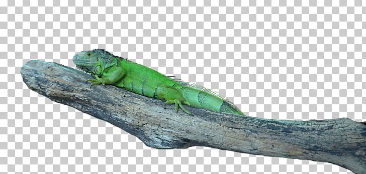 Common Iguanas Lizard Portable Network Graphics Transparency PNG, Clipart, Advertising, Animals, Branch, Building, Clothing Free PNG Download