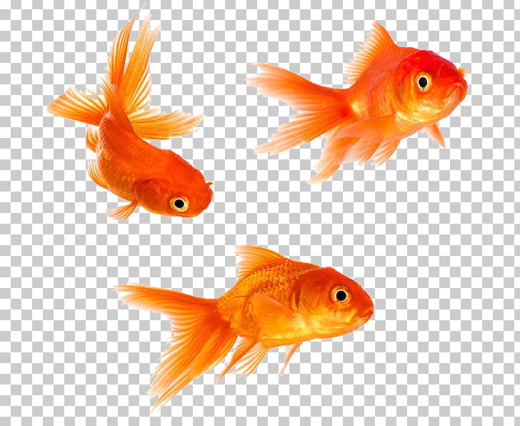Goldfish Stock Photography PNG, Clipart, Bony Fish, Feeder Fish, Fin, Fish, Fotosearch Free PNG Download