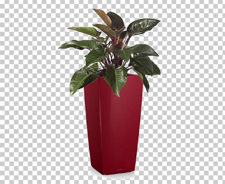 Philodendron Erubescens Philodendron Xanadu Houseplant Tree Philodendron Swiss Cheese Plant PNG, Clipart, Evergreen, Flowerpot, Garden, Houseplant, Leaf Free PNG Download
